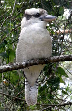 Image of Kookaburra