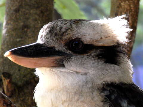 Image of Kookaburra