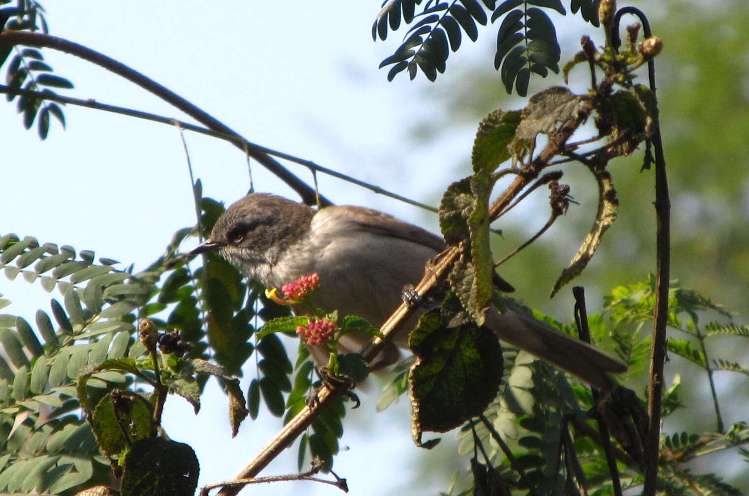 Image of Rusty-tailed Flycatcher