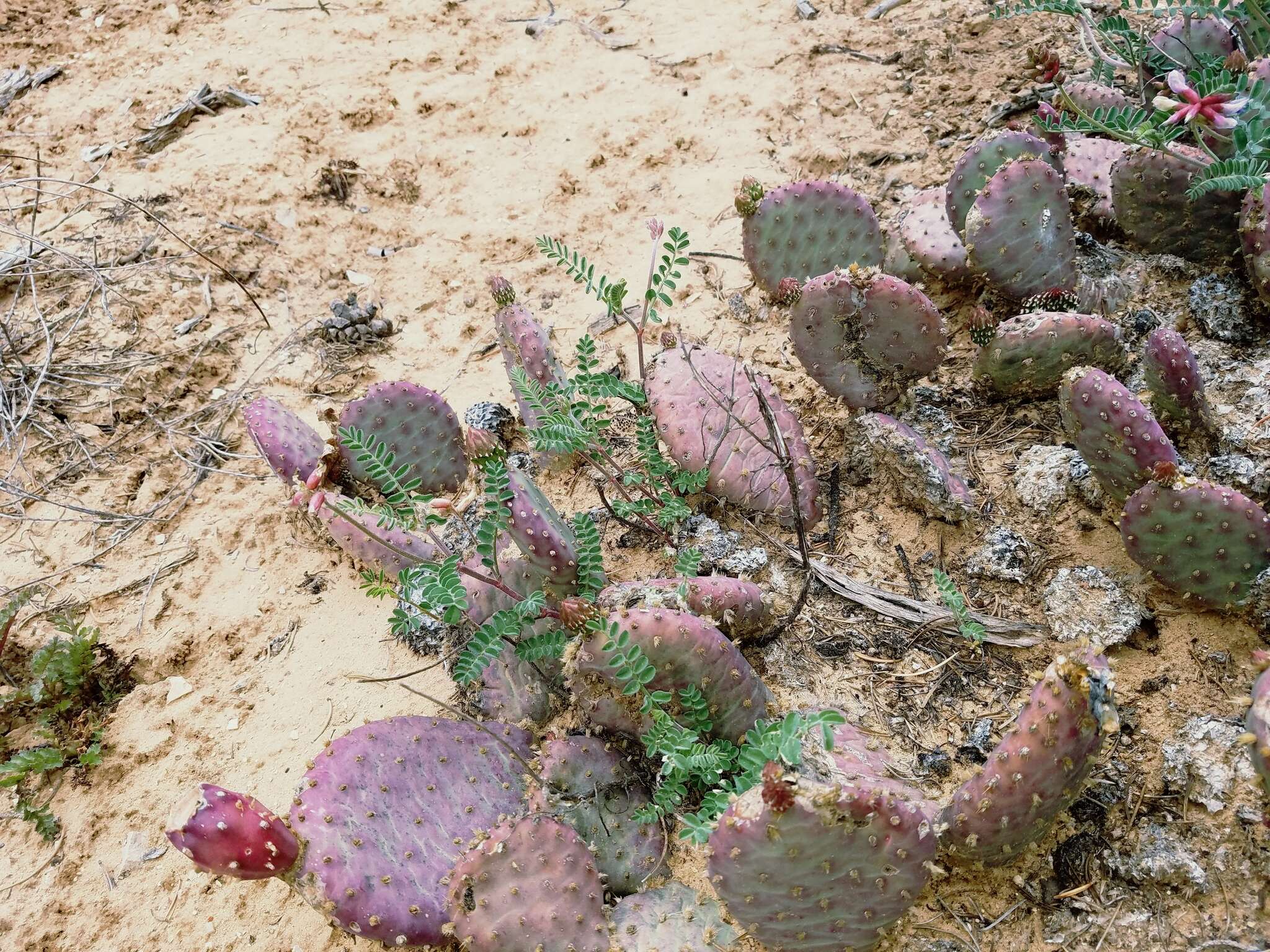 Imagem de Astragalus hallii var. fallax (S. Wats.) Barneby