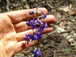 Image of zigzag larkspur