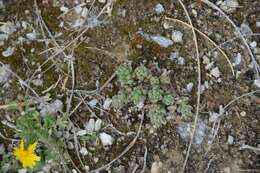 Image of Sedum gypsicola Boiss. & Reuter