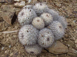 Mammillaria neopalmeri R. T. Craig的圖片