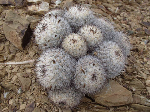 Mammillaria neopalmeri R. T. Craig的圖片