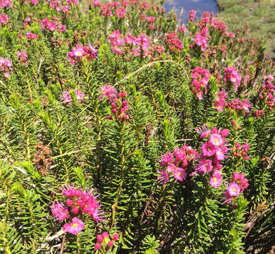 Image of purple mountainheath