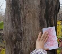 Image of Elm bark beetle