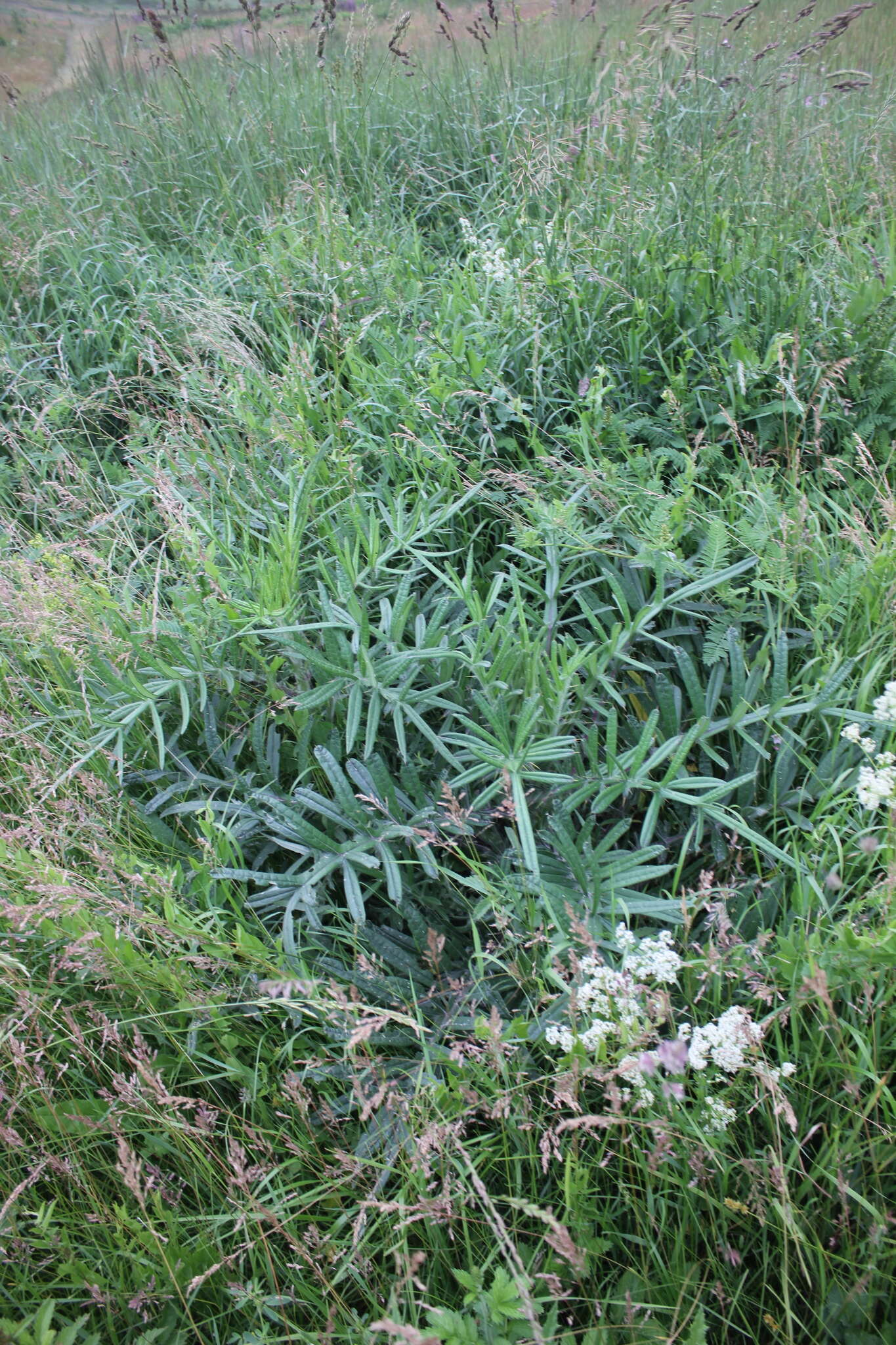 Слика од Cirsium decussatum Janka