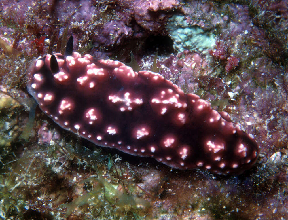 Image of Phyllidiopsis burni Brunckhorst 1993