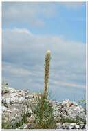 Image of Asphodeline taurica (Pall. ex M. Bieb.) Endl.