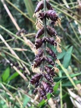 Sivun Dendrocalamus latiflorus Munro kuva