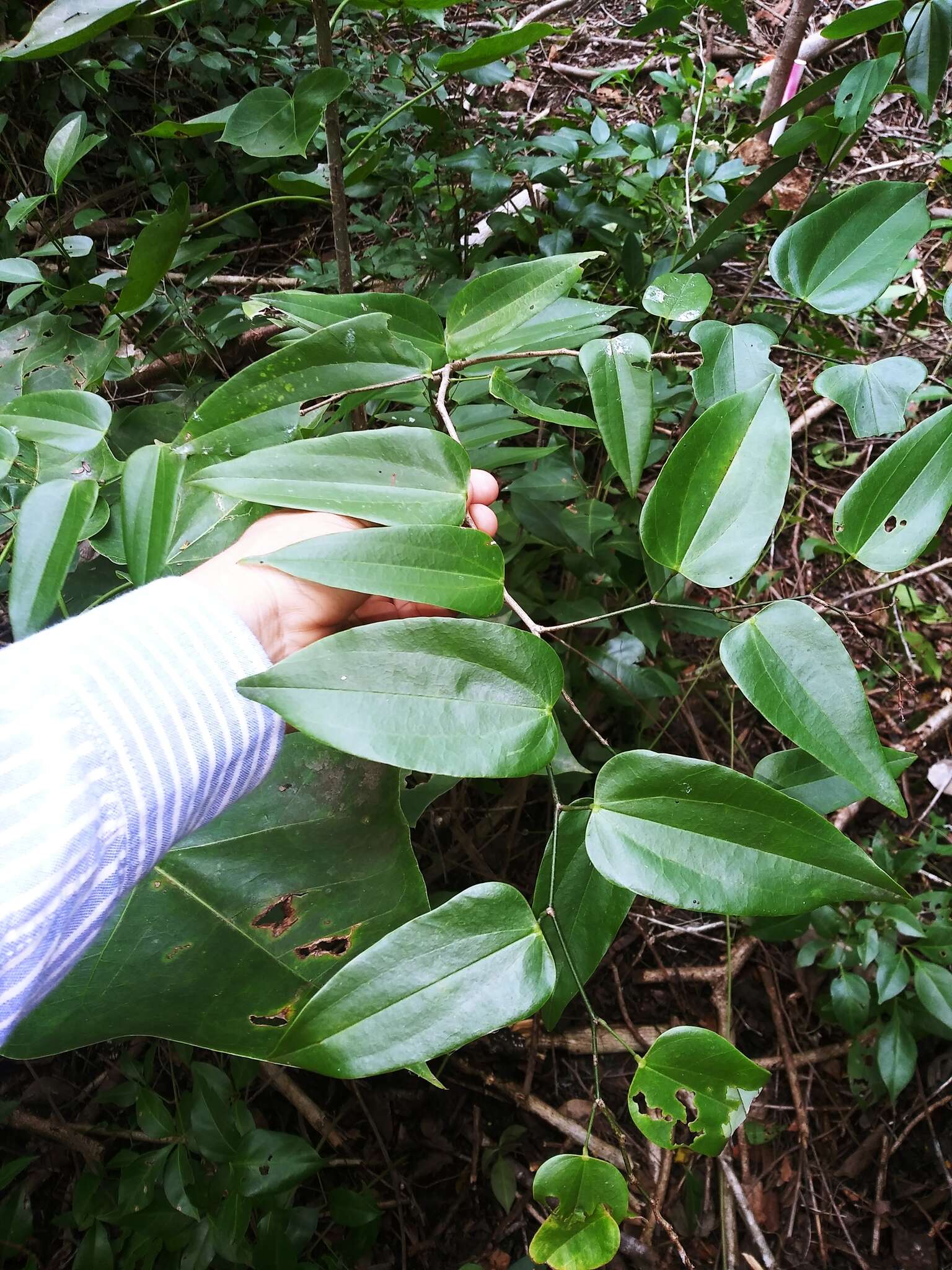 Image of Bauhinia jenningsii P. Wilson