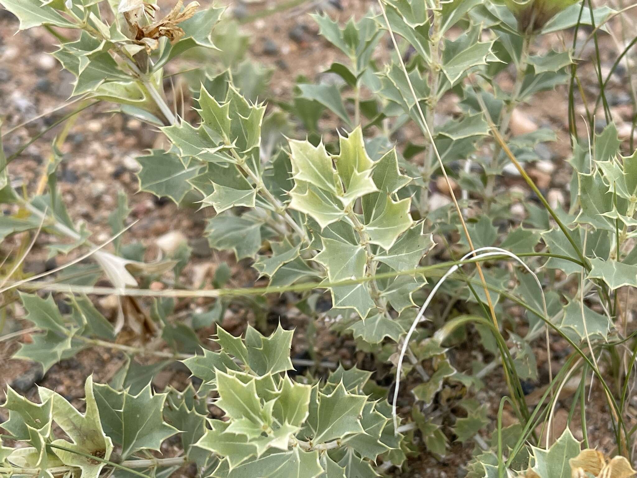 Image of Lagochilus ilicifolius Bunge ex Benth.