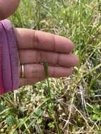 Image of Macoun's poppy