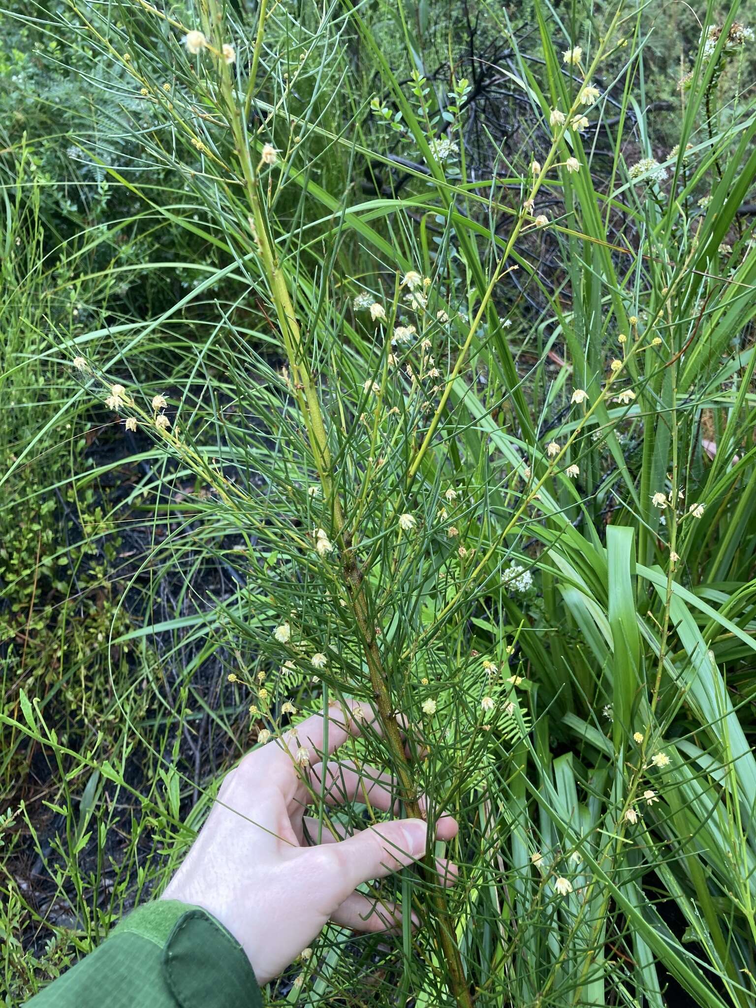 Image of Acacia ptychoclada Maiden & Blakely