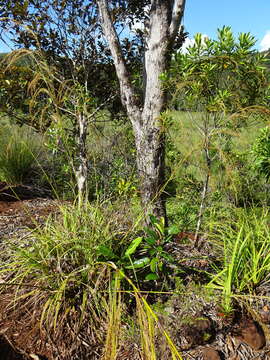 صورة Costularia comosa (C. B. Clarke) Kük.