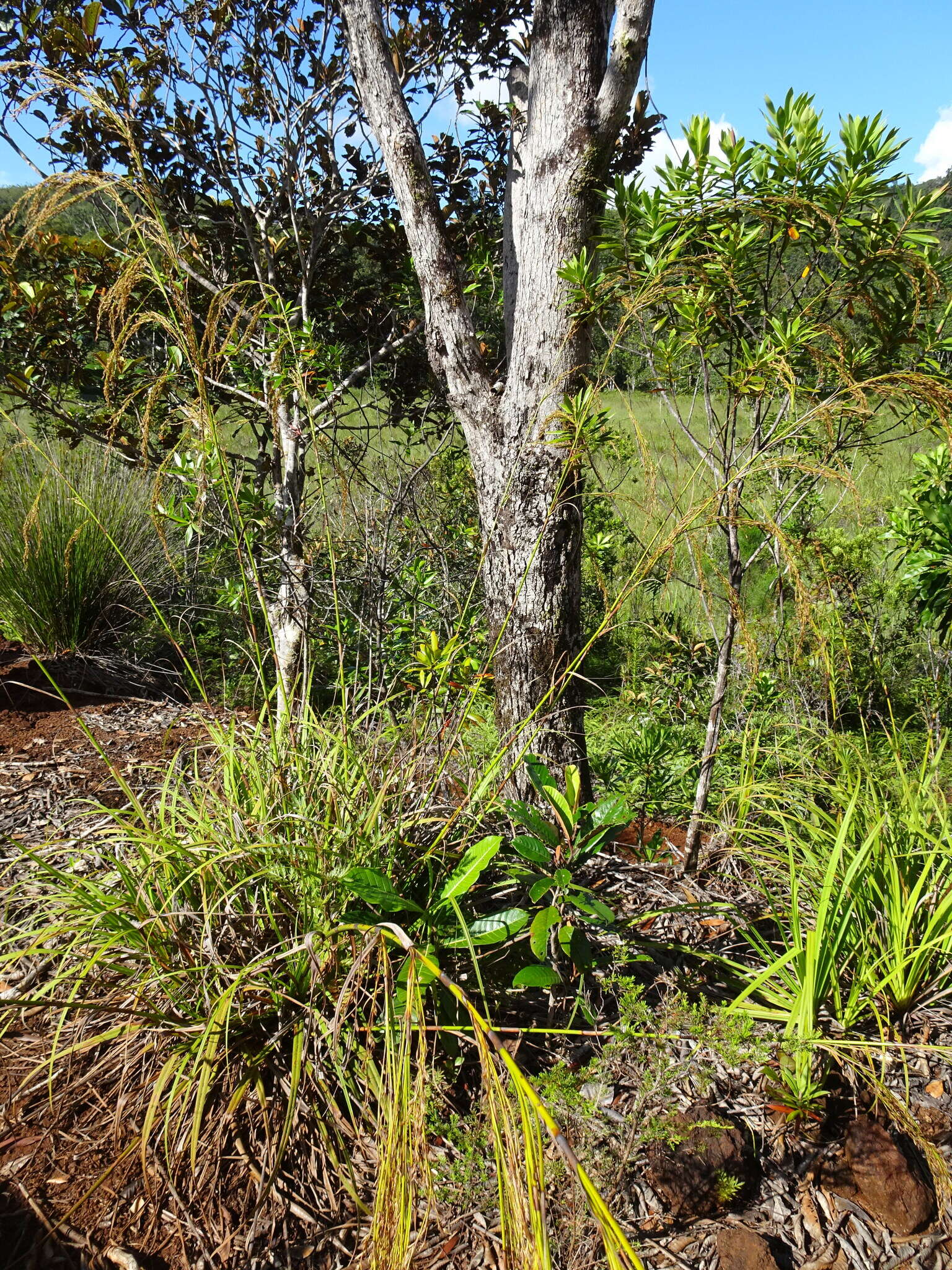 Image of Costularia comosa (C. B. Clarke) Kük.