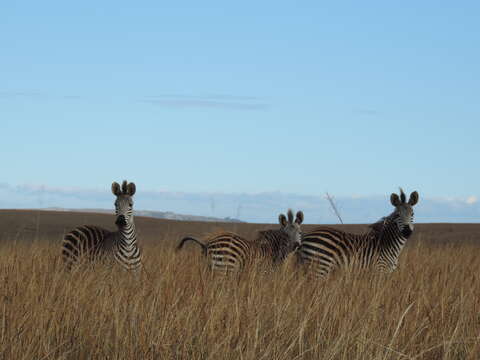 Image of Crawshay's zebra