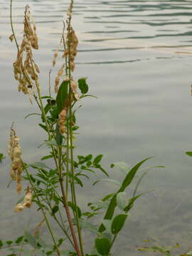 Image of white sweetvetch