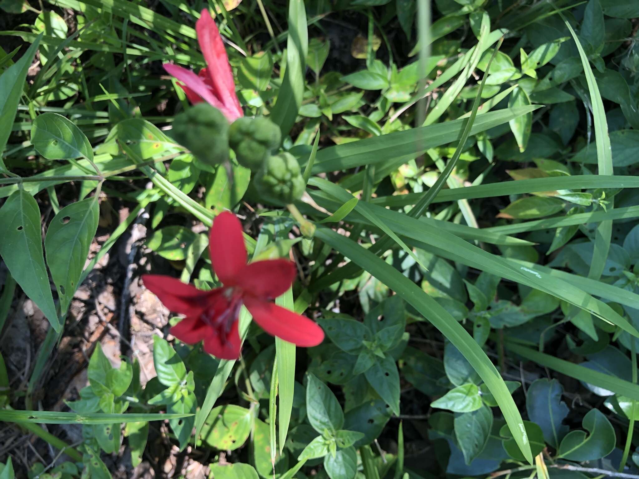 Image of Freesia grandiflora (Baker) Klatt