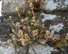 Image of pellitory-of-the-wall