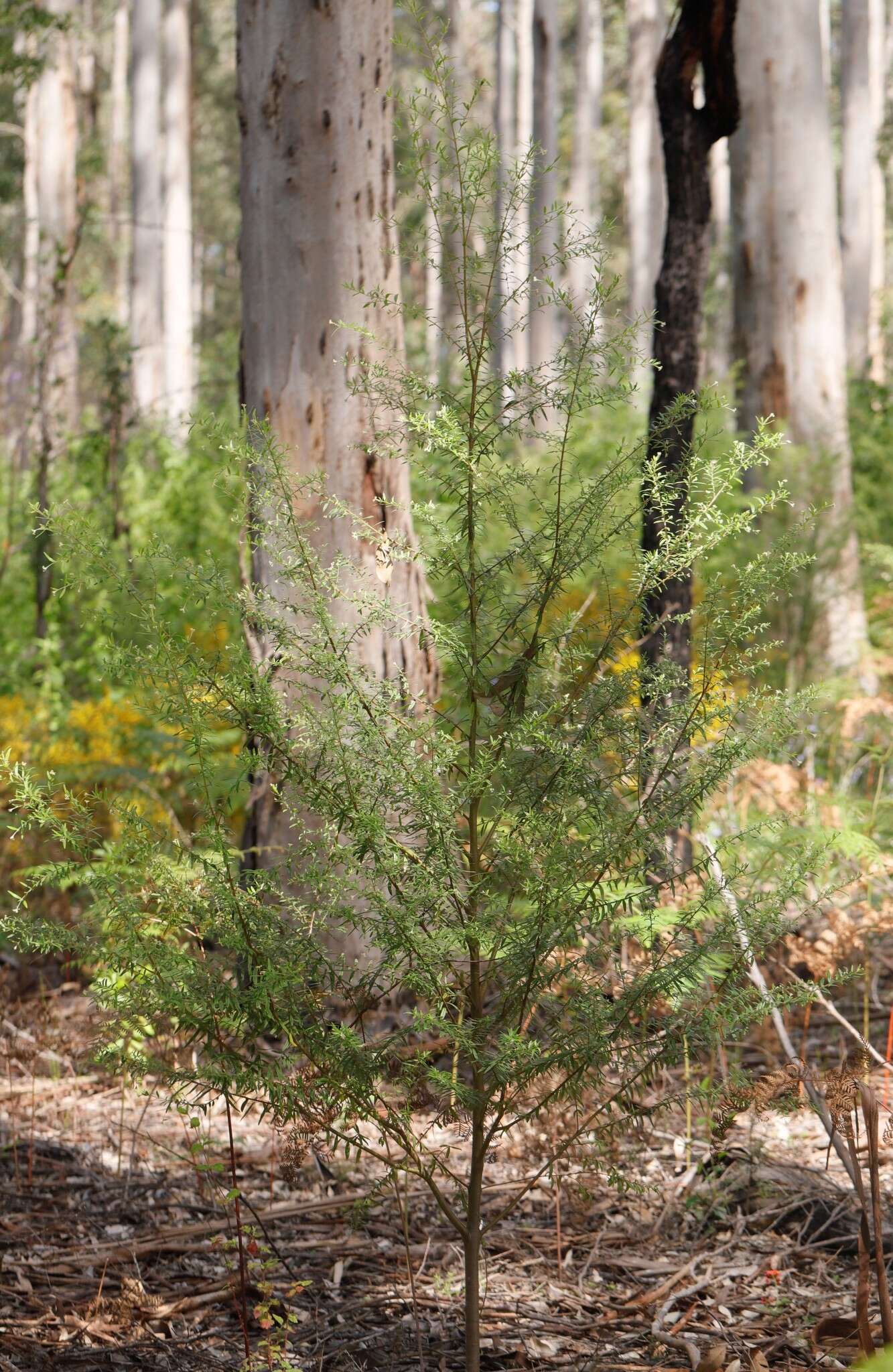 Image of Pimelea clavata Labill.