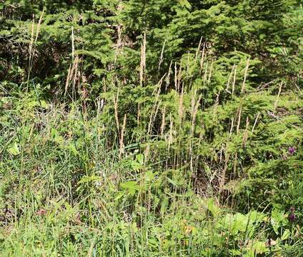 Image of Calamagrostis varia (Schrad.) Host