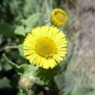 Image of common fleabane