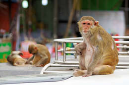 Image of Rhesus Monkey