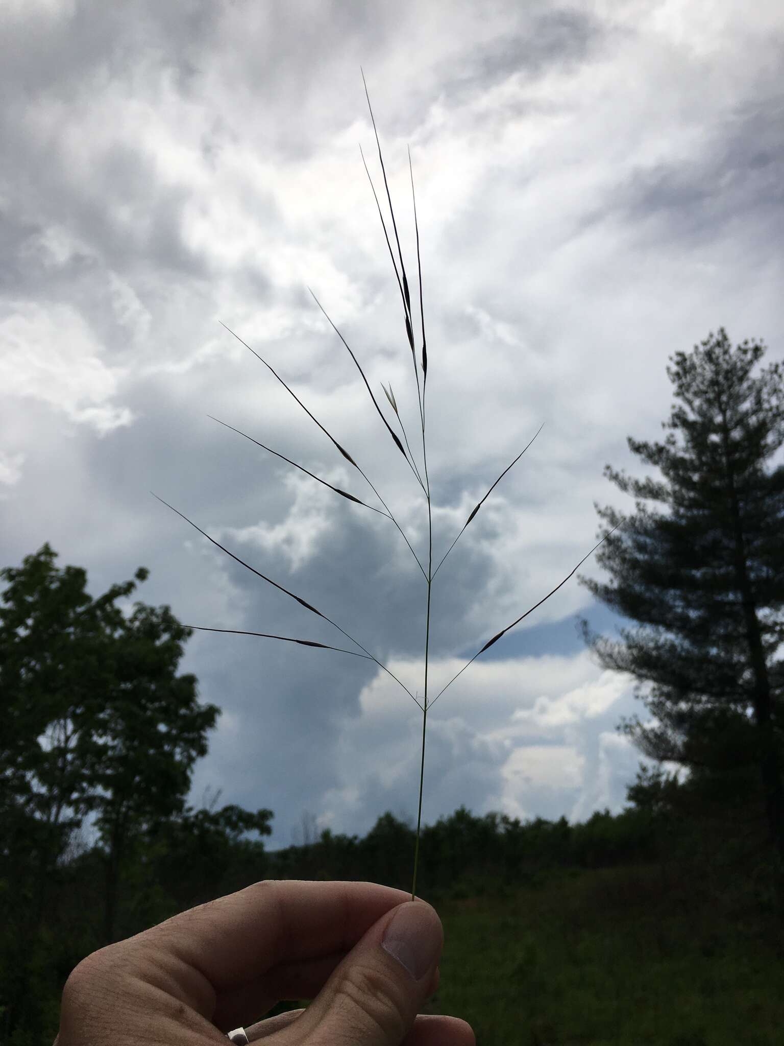 Image of Black-Seed Spear Grass