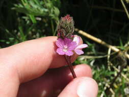 Image of birdfoot checkerbloom