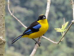 Image of Blue-winged Mountain Tanager