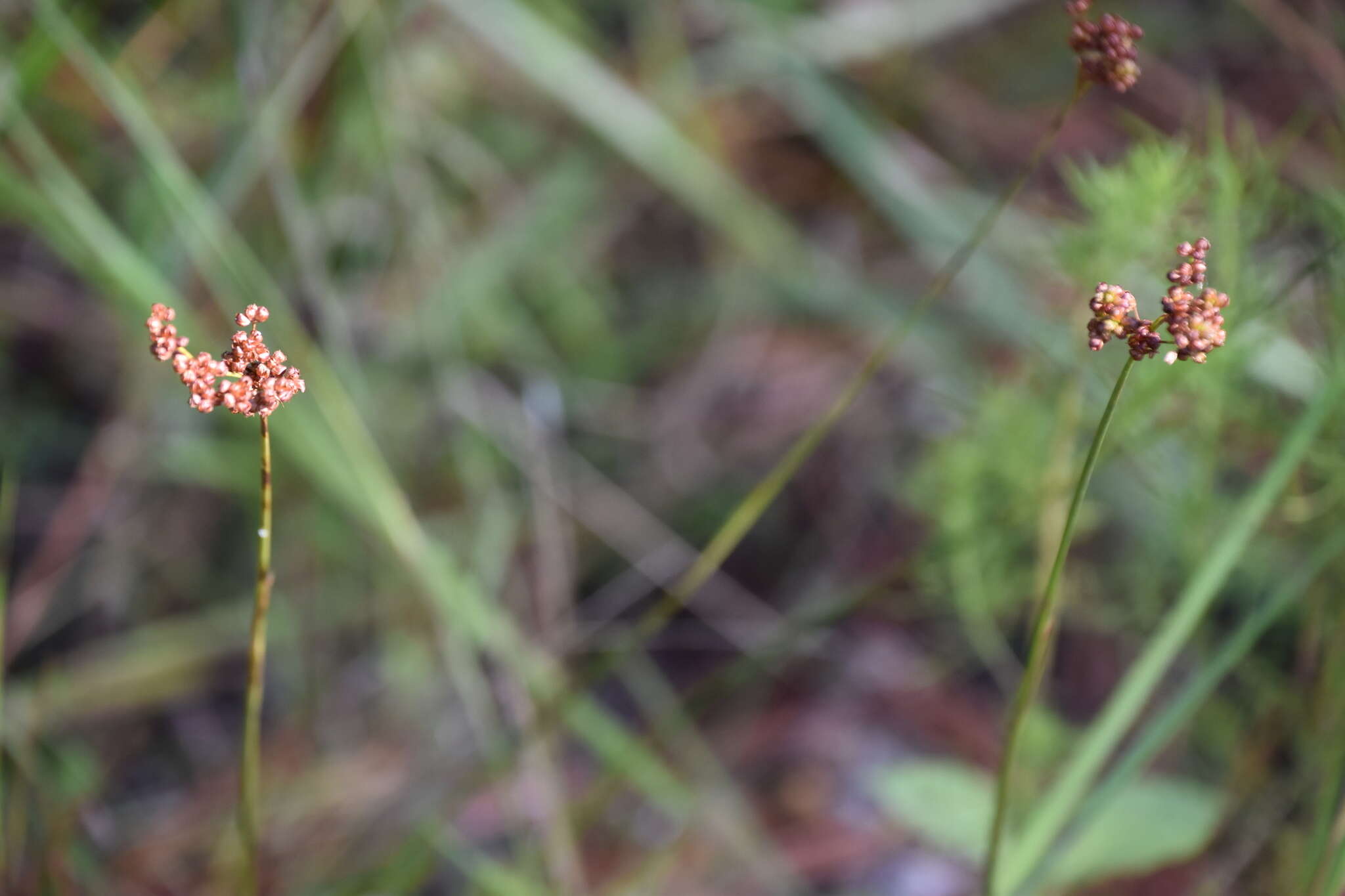 Image of bog rush