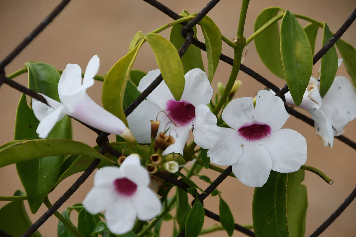 Imagem de Pandorea jasminoides (Lindl.) Schumann