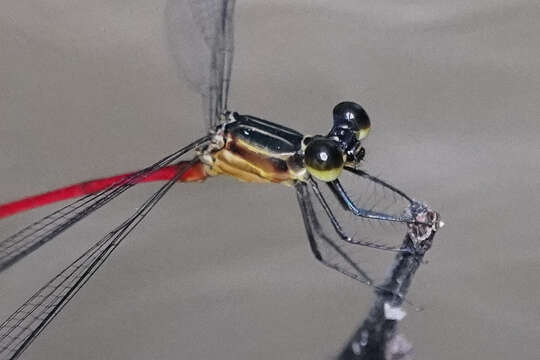 Image of Red-and-black Flatwing