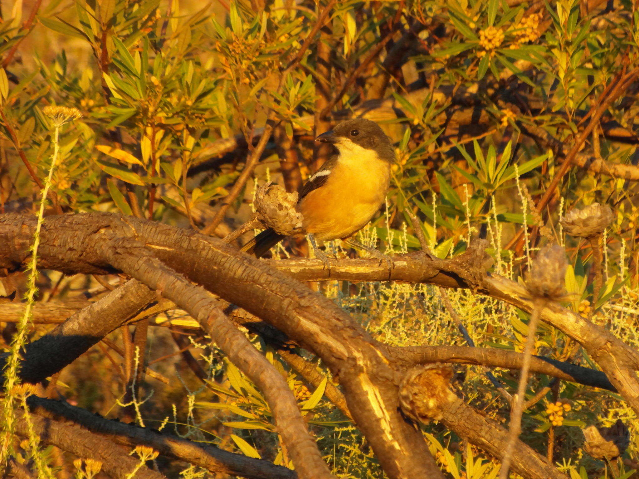 Image de Laniarius ferrugineus ferrugineus (Gmelin & JF 1788)