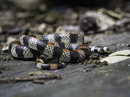 Image of Black-banded Snake