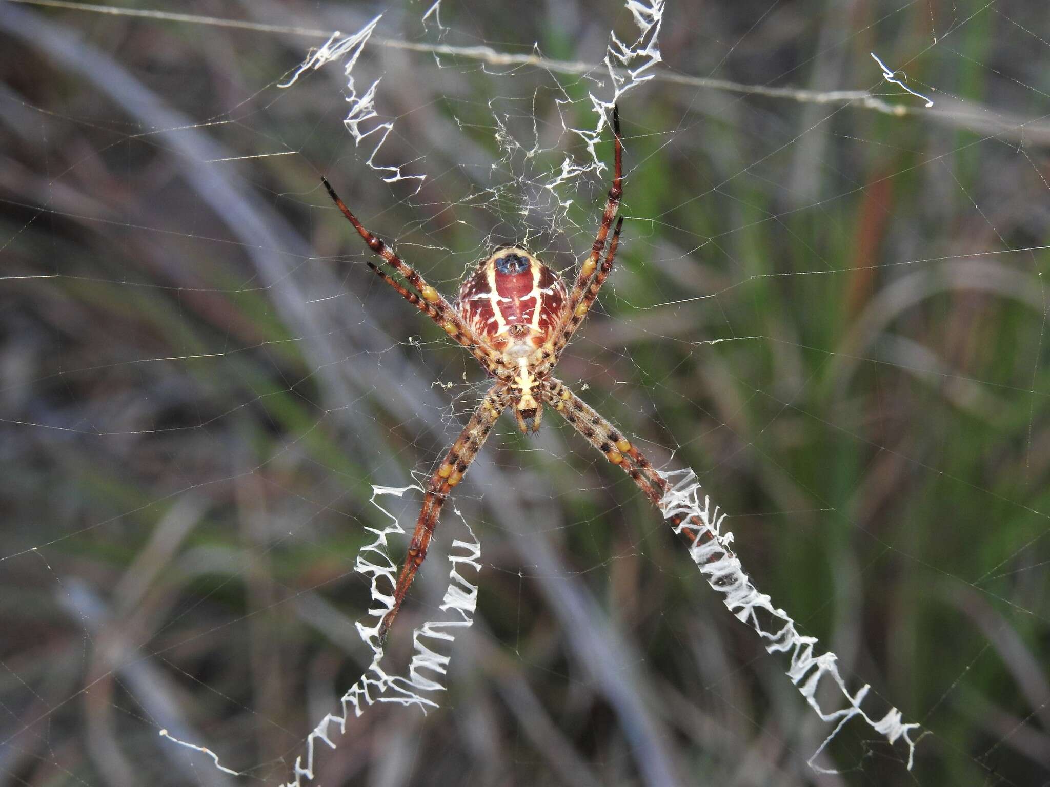 Image of Argiope magnifica L. Koch 1871