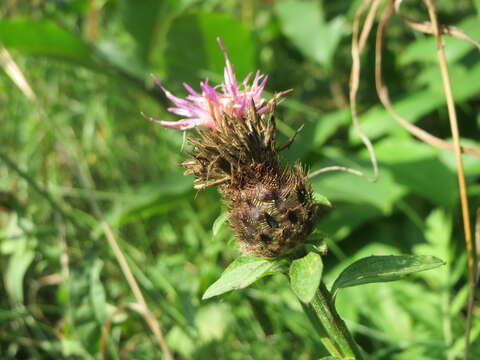 Image of spotted knapweed