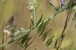 Image of winter vetch