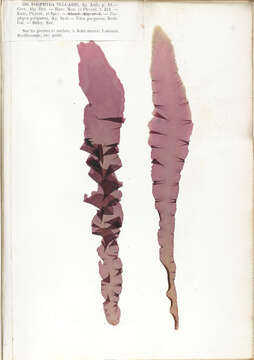 Sivun Porphyra purpurea kuva
