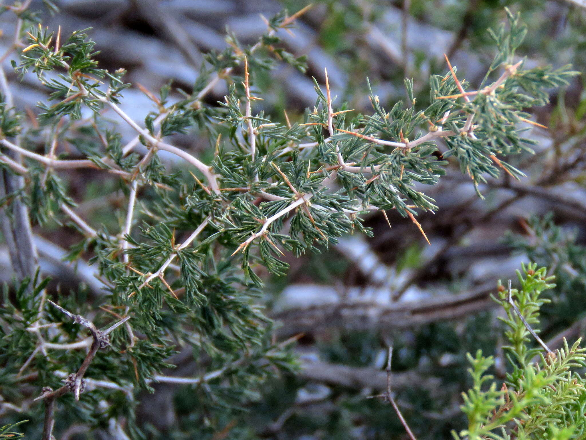 Image of Asparagus burchellii Baker