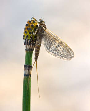 Image of Common Scouring-Rush