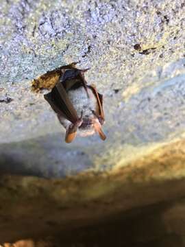 Image de Pipistrelle de l'Est