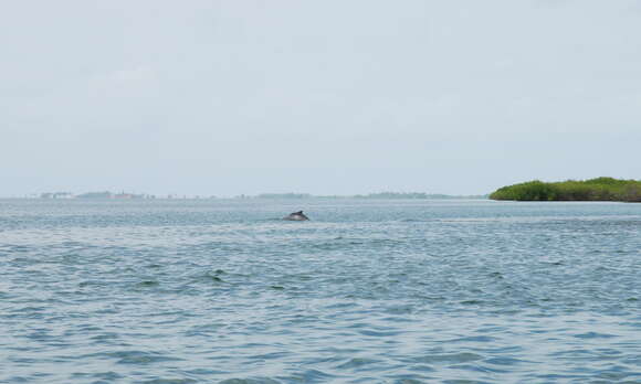 Image of Atlantic Hump-backed Dolphin