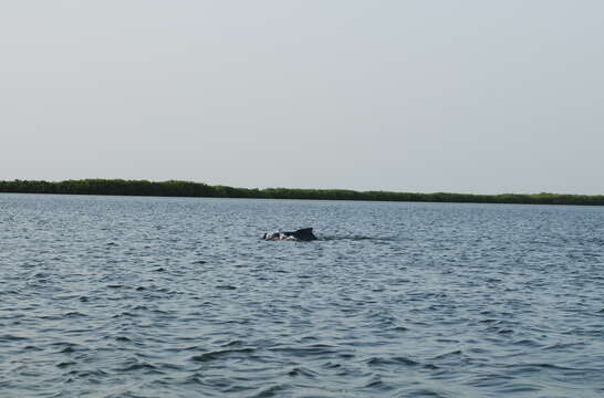 Image of Atlantic Hump-backed Dolphin