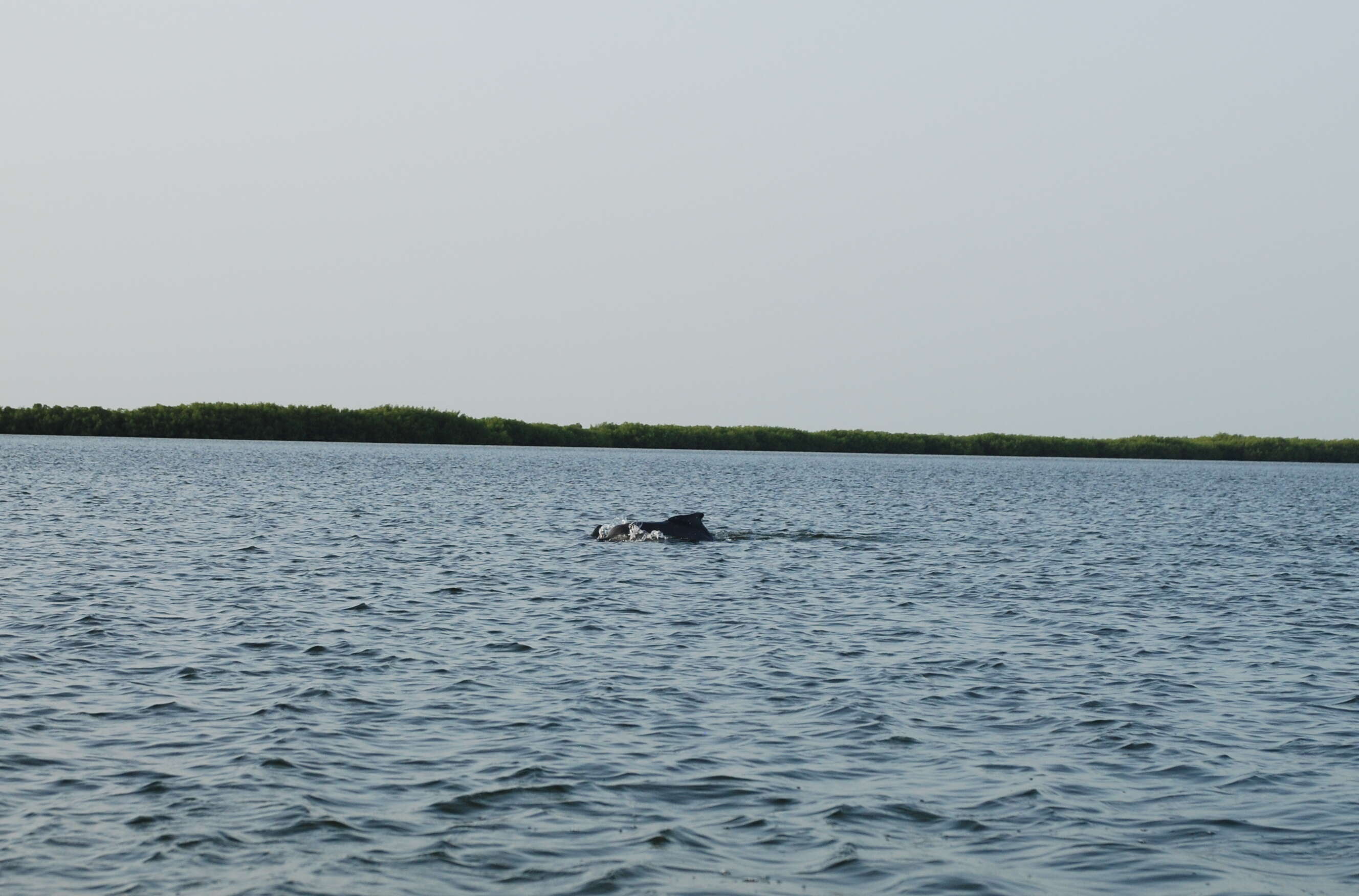 大西洋駝海豚的圖片