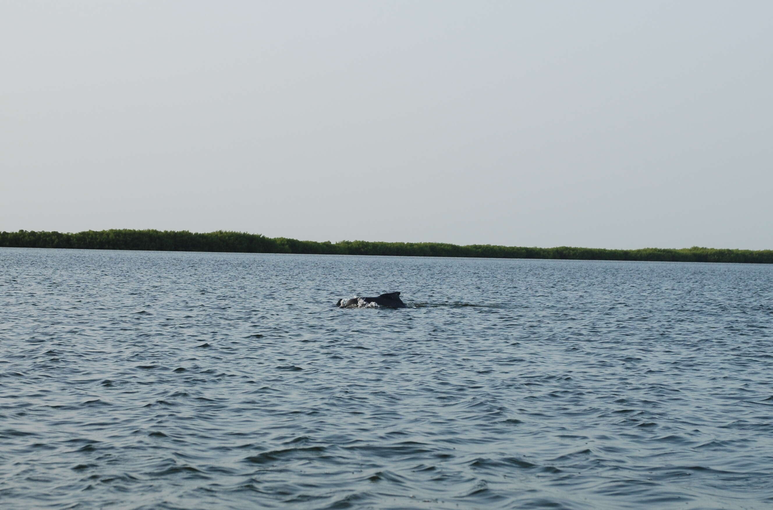 Image of Atlantic Hump-backed Dolphin