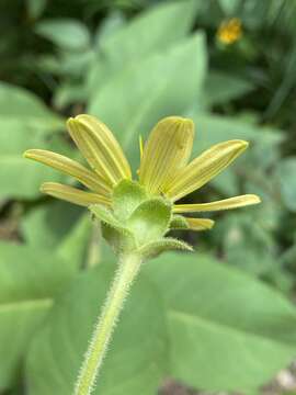 Image de Silphium glutinosum J. R. Allison