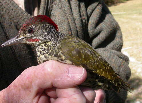 Image of Knysna Woodpecker