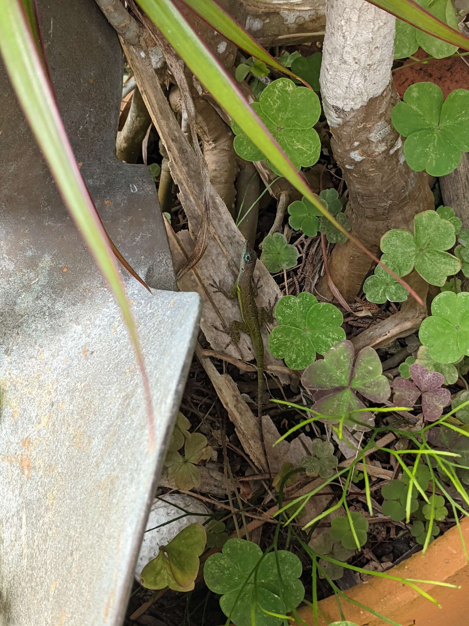 Image of Barbados anole